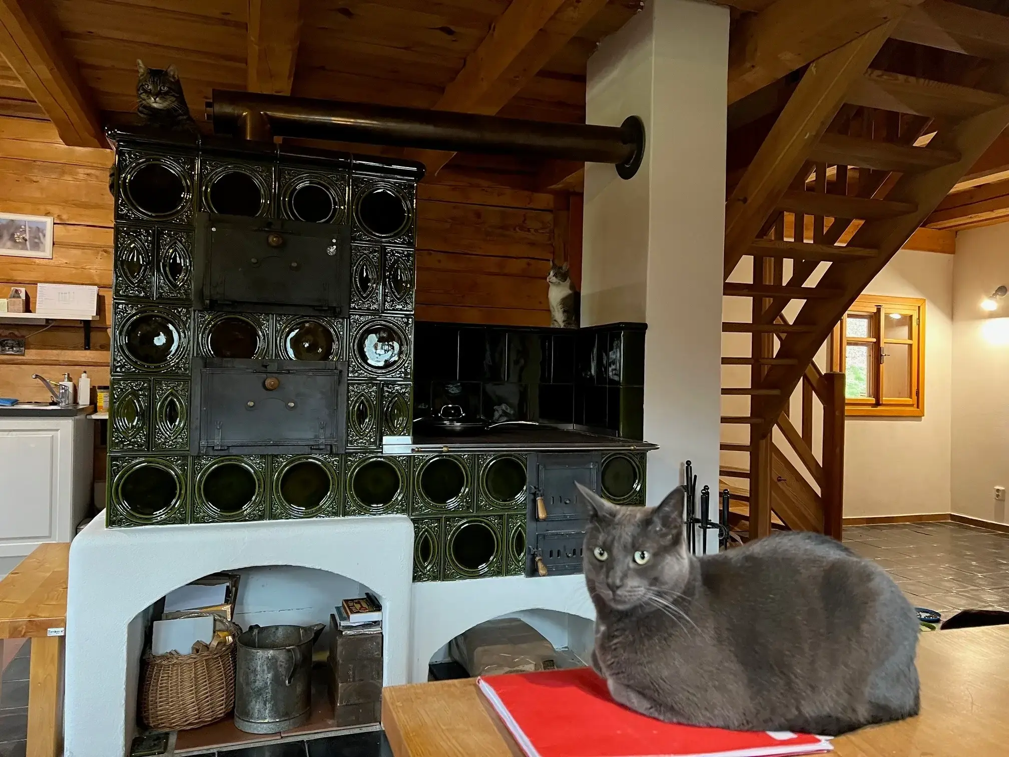 Jarmilla's Cats's pet