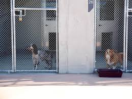 Dogs at the quarantine facility in Mickleham, Australia.