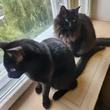 Indi & Sati's Trip to the Czech Republic's pet