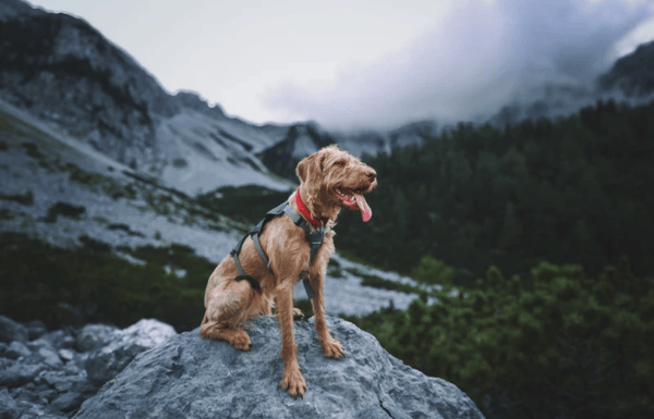 Dog exploring the great outdoors.