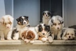 Australian shepherd puppies on a porch