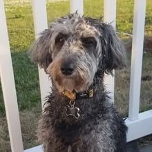 Kala's Trip to the UK's pet