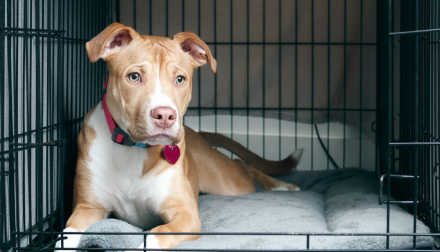Travel Kennel Calculator