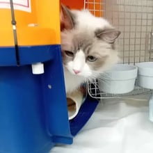 Kiki's Trip to Singapore's pet