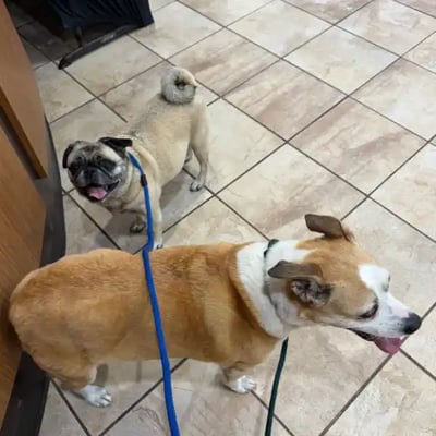 Kona & Daisy's pet