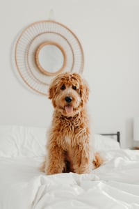 labradoodle sitting on bed