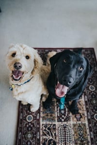 labradoodle and black labrador