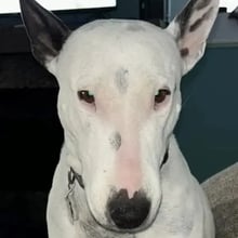 Leela's Trip to Portugal's pet