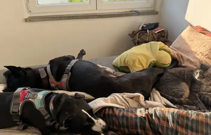 Garouda, Ada, Voljin, Moxxi, Sebastien, and Ikki's pet