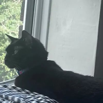 Frankie's pet