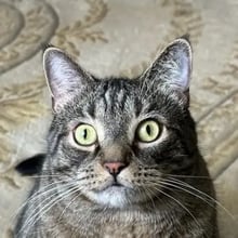 Loki's pet