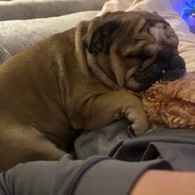 Billie's pet