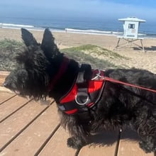 Luna's Trip to the UK's pet