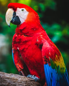 Red macaw parrot