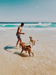 Man throwing ball for two dogs at the beach