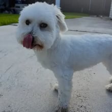 Marvin's pet