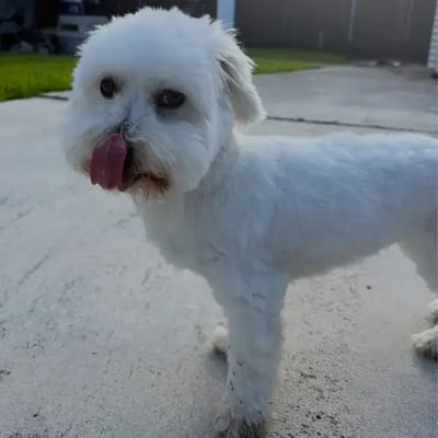 Marvin's pet