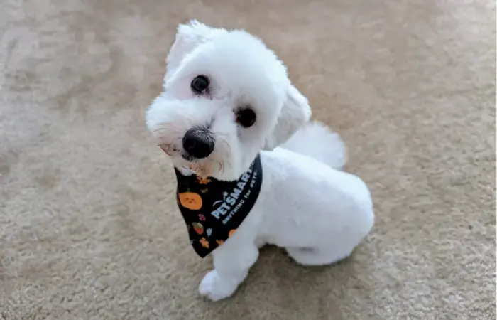 Marvin's pet