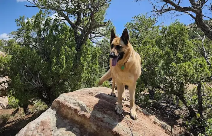 Grace and McCoy's pet