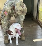 Military pet owner petting their white dog