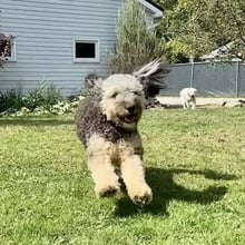 Milo & Rosie's Trip to Scotland's pet