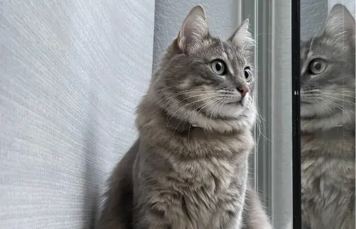 Misty's pet