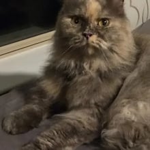 Misty's Trip to Houston's pet