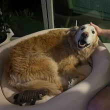 Retriever's Trip to Singapore's pet