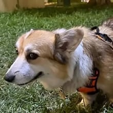 Mochi's Trip to Singapore's pet