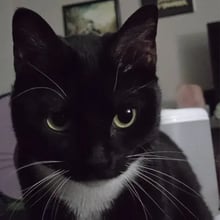 Mochi's Trip to New Zealand's pet