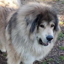 Mouse and Lumi's Trip to Finland's pet