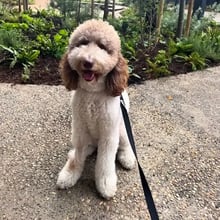 Murphy's Trip to Ireland's pet