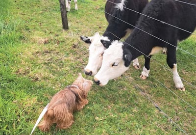 Yorkie dog settling into new home in New Zealand after relocating via Starwood Pet Travel