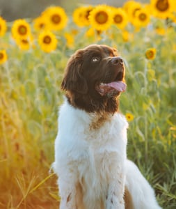 Brown and white Newfoundland dog in a field of Sunflowers