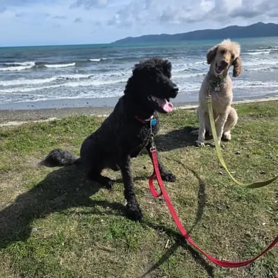 Fergus and Silas's pet