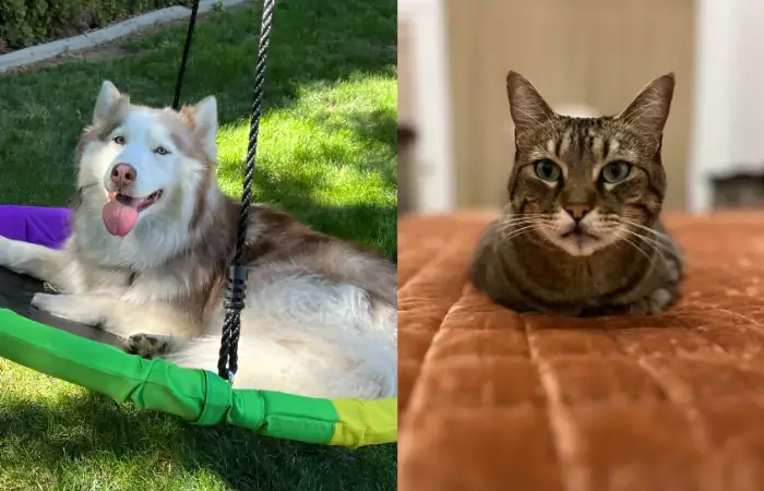 Nyx and Jupiter's pet