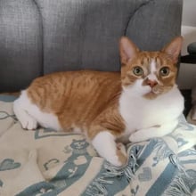 Two Cats' Big Trip to New Zealand's pet