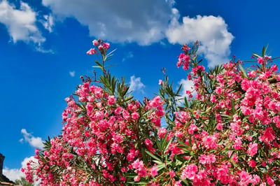 pink oleander plant