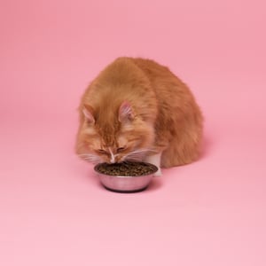 Orange cat eating a bowl of dry food