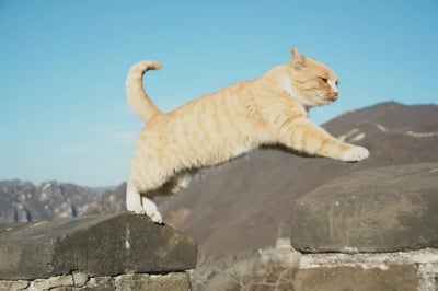 Orange cat jumping over rocks