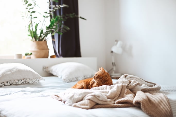 orange cat laying on bed