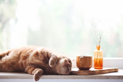 Orange cat laying on window sill