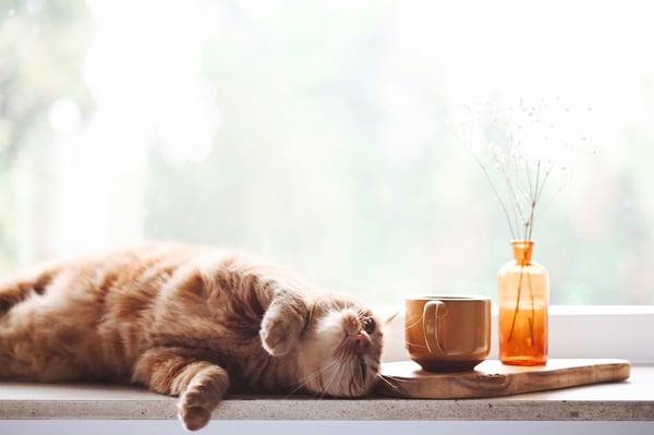 orange cat laying on the window sill