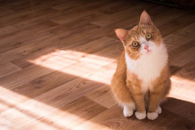 orange cat tilting head