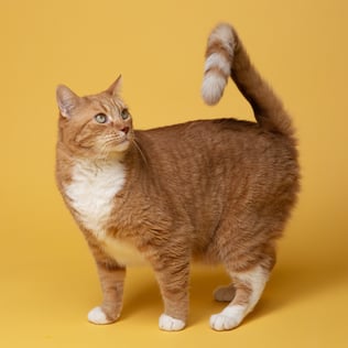 orange-cat-orange-background