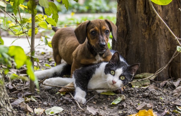 Dog and cat playing outside.
