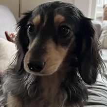 Ozzy, Saga, & Rocco's Trip to Sweden's pet