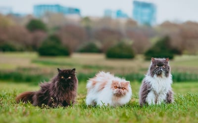 Three persian cats sitting outside