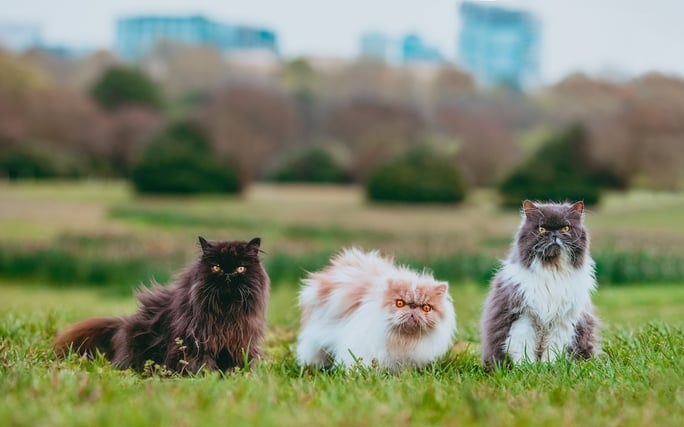 persian cats