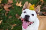Happy dog outside in the fall weather with tongue hanging out.